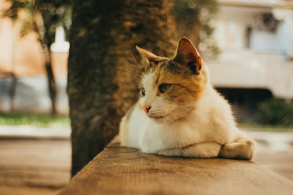 Reliable Ddos Protection and Secure Offshore Hosting